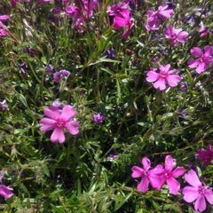 芝桜 苗 濃いピンク色