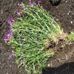 芝桜 苗 濃いピンク色の画像