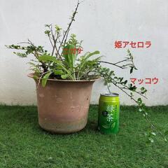 🌿ニガナ、姫アセロラ、マッコウ🌿観葉植物🌿