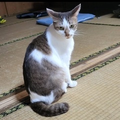 緊急に募集をしてます