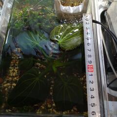 オパクス イグアス2009
