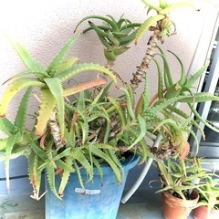 アロエの鉢植え　2鉢