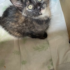 子猫を飼ってくれる方