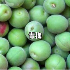 青梅　キロ売りします。