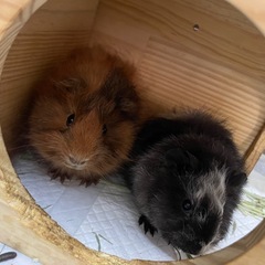 【北九州】モルモットのお迎え考えてる方🙋‍♀️