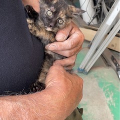 子猫を飼ってくれる方 - 宇都宮市