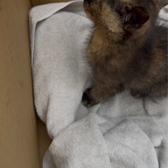 子猫を飼ってくれる方 − 栃木県