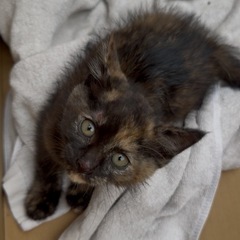 子猫を飼ってくれる方 - 猫