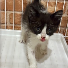 シャキ子