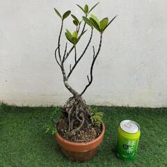 【💖Thankyou💖】🌿石付けガジュマル、黄金シダ、白丁花（ハクチョウゲ）🌿盆栽/観葉植物🌿の画像