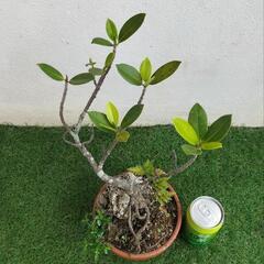 【💖Thankyou💖】🌿石付けガジュマル、黄金シダ、白丁花（ハクチョウゲ）🌿盆栽/観葉植物🌿の画像