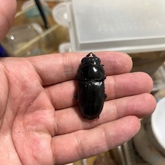 オオクワガタ(能勢YG)使用済みメス