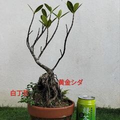 🌿石付けガジュマル、黄金シダ、白丁花（ハクチョウゲ）🌿盆栽/観葉植物🌿
