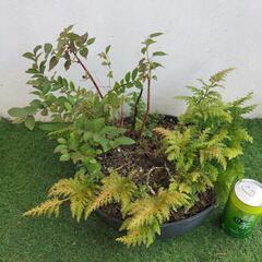 🌿カブを分けて小ぶりがいいなら小鉢で盆栽用へ…大きくしたい方は鉢植えに大きく育てても…サルスベリ、姫アセロラ、ノボタン、黄金シダ🌿観葉植物🌿の画像