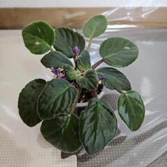 〖観葉植物〗セントポーリア①