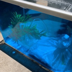 水槽セット【値下げしました】の画像