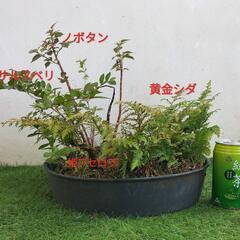 🌿サルスベリ、姫アセロラ、ノボタン、黄金シダ🌿観葉植物🌿