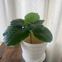 ウンベラータ　容器付き