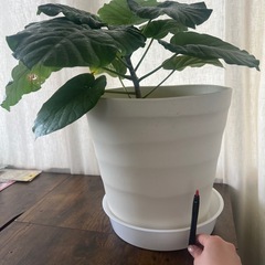 ウンベラータ　容器付きの画像