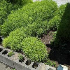 コキアの画像