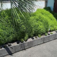 コキア