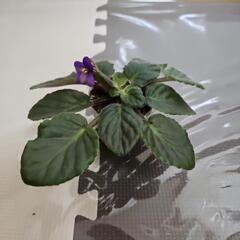 〖観葉植物〗セントポーリア②