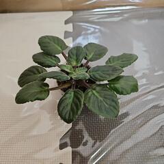 〖観葉植物〗セントポーリア③