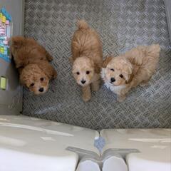 　トイプードル　　シーズー　小型犬　大型犬