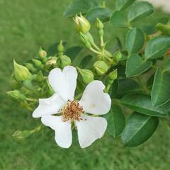 🌿ツルバラ（トゲなし）、黄金シダ、アマリリス🌿観葉植物🌿