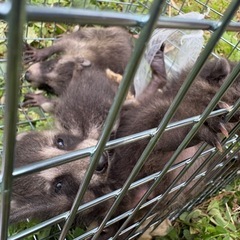 害獣駆除（アライグマ、ハクビシン）