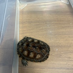 カメ