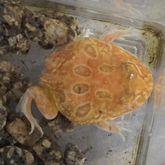クランウェルツノガエルの画像