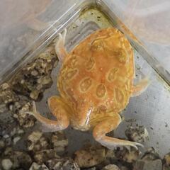 クランウェルツノガエルの画像