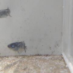 メダカ