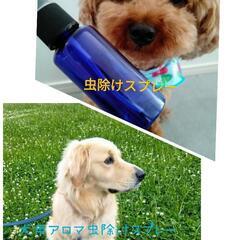 愛犬に手作り虫除けスプレー作成🍀自分にもアロマルームスプレ…