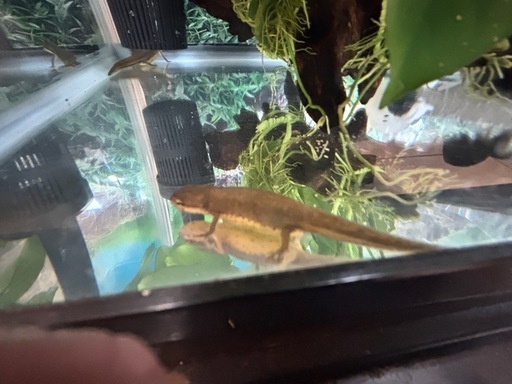 (4匹ご成約)フロリダブチイモリ4匹セット