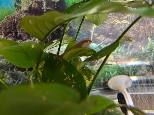 4匹ご成約)フロリダブチイモリ4匹セット