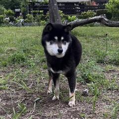 盲目の黒柴シニアのハルです！目が見えなくても不自由ありません😄 − 長野県