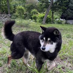 盲目の黒柴シニアのハルです！目が見えなくても不自由ありません😄 - 犬