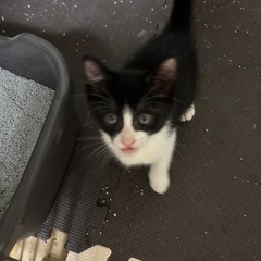 やんちゃな野良猫