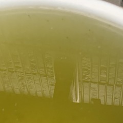藤煌メダカ(針子1週間)