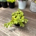 ランキングキーワードに紐づく投稿画像-多肉植物