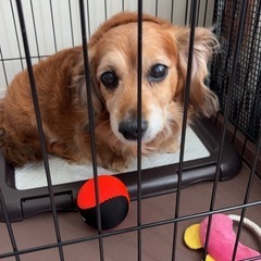ミニチュアダックス　老犬推定10歳　里親様募集します。