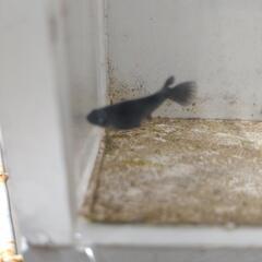 メダカの画像