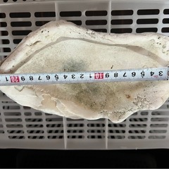 ②サンゴの画像