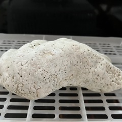 ②サンゴの画像