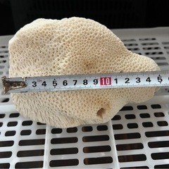 ③サンゴの画像