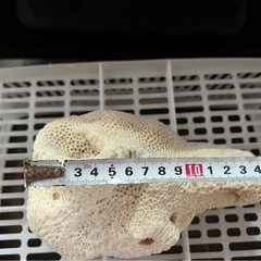 ③サンゴの画像