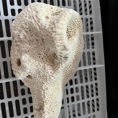 ③サンゴの画像