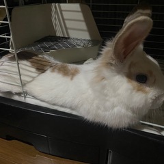 ライオンラビット里親募集🐰